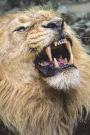 Lion - King of the Jungle Journal: 150 page lined notebook/diary