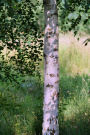 Birch Tree in the Summer Woods Journal: 150 Page Lined Notebook/Diary