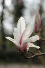 Tulip Magnolia Blossom Flower Journal: 150 Page Lined Notebook/Diary
