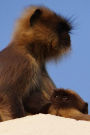 Hanuman Langur Monkey with Baby Journal: 150 page lined notebook/diary