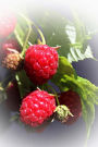Red Raspberries on the Vine Journal: 150 Page Lined Notebook/Diary