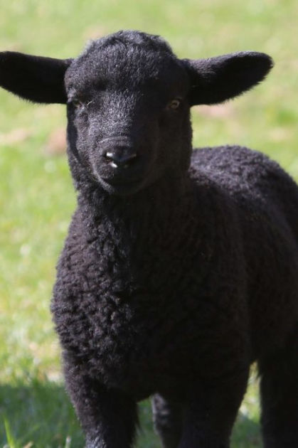 Black Sheep Online Black Sheep Online