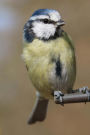 Blue Tit Garden Bird Journal: 150 Page Lined Notebook/Diary