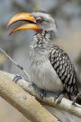 Hornbill Bird Journal: 150 Page Lined Notebook/Diary