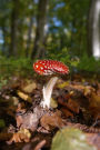 Mushroom in the Forest Journal: 150 Page Lined Notebook/Diary