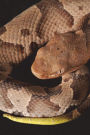 Copperhead Snake Journal: 150 page lined notebook/diary
