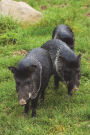 The Peccary Journal: 150 page lined notebook/diary