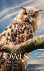 Owls Weekly Planner 2017: 16 Month Calendar