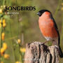 Songbirds Calendar 2017: 16 Month Calendar