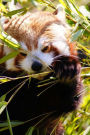 Mind Blowing Cute Red Panda Eating Bamboo With Paws 150 Page lined journal: 150 page lined journal