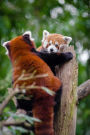 Mind Blowing Cute Red Panda Playing With Friend 150 Page lined journal: 150 page lined journal