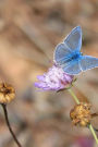 Flowers and a Blue Butterfly Journal: 150 Page Lined Notebook/Diary