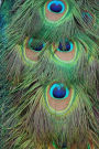 Peacock Feathers Journal: 150 Page Lined Notebook/Diary