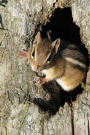 Chipmunk Checking You Out Journal: 150 page lined notebook/diary