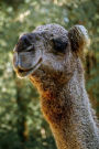 Camel Headshot Journal: 150 Page Lined Notebook/Diary