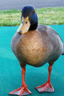 Mallard Duck Animal Journal: 150 Page Lined Notebook/Diary