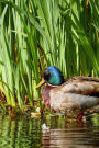 Wild Duck in the Reeds Journal: 150 Page Lined Notebook/Diary