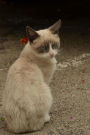 Siamese Cat Animal Journal: 150 Page Lined Notebook/Diary