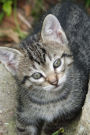 Adorable Kitten Joirnal: 150 Page Lined Notebook/Diary