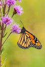 Monarch Butterfly Journal: 150 Page Lined Notebook/Diary