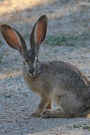 Black Tailed Jackrabbit Animal Journal: 150 Page Lined Notebook/Diary