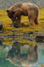 Brown Bear Foraging at the Lake Animal Journal: 150 Page Lined Notebook/Diary