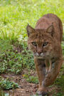 Bobcat Animal Journal: 150 Page Lined Notebook/Diary