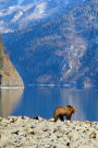 Brown Bear by a Mountain Lake: 150 Page Lined Notebook/Diary