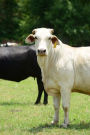 Charolais Steer Journal: 150 Page Lined Notebook/Diary