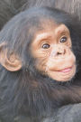 Say Hello to the Baby Chimpanzee Journal: 150 page lined notebook/diary