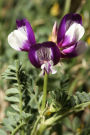 Milk Vetch Herb Shrub Journal: 150 Page Lined Notebook/Diary