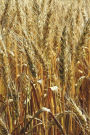 Wheat Field Journal: 150 page lined notebook/diary