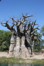 Baobab Trees in Madagascar Journal: 150 page lined notebook/diary