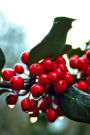 Red Holly Berry Journal: 150 Page Lined Notebook/Diary