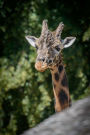 Irritated Giraffe Journal: 150 Page Lined Notebook/Diary