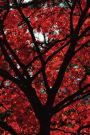 Fall Fire Tree Journal