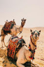 Two Camels in the Desert Journal: 150 Page Lined Notebook/Diary