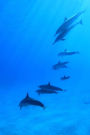 Dolphins in the Ocean Journal: 150 Page Lined Notebook/Diary