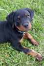 Rottweiler Puppy Dog Journal Journal: 150 Page Lined Notebook/Diary