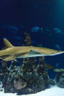 Sawfish Journal