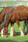 Grazing Clydesdale Horse Journal: 150 Page Lined Notebook/Diary
