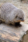 Mongoose Animal Journal: 150 Page Lined Notebook/Diary