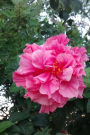 Glorious Pink Gypsy Rose Flower Journal: 150 Page Lined Notebook/Diary