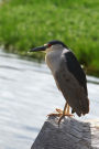 Black-crowned Night Heron Journal: 150 page lined notebook/diary
