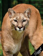 Animal Notebook Collection: Cougar, Journal/Diary, Wide Ruled, 100 Pages, 8.5 x 11, Composition Book