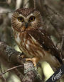 Animal Notebook Collection: Owl, Journal/Diary, Wide Ruled, 100 Pages, 8.5 x 11, Composition Book