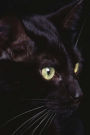 Journal: Black Cat