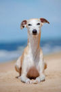 Whippet: Artified Pets Journal/Notebook/Diary 160 Pages