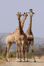 A Trio of Giraffes Journal: 150 page lined notebook/diary