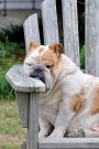 Let Sleeping Dogs Lie Journal: 150 page lined notebook/diary